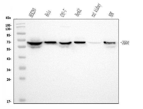 1 - Anti-GRB10 Antibody Picoband™ (monoclonal, 5H7) ABO15041