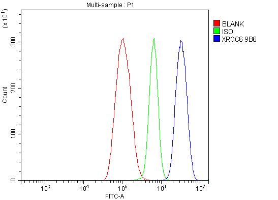 1 - Anti-Ku70 Antibody Picoband™ (monoclonal, 9B6) ABO15042