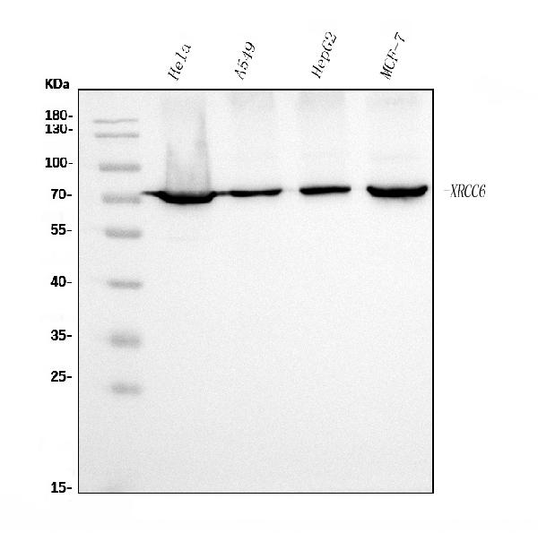 1 - Anti-Ku70 Antibody Picoband™ (monoclonal, 9B6) ABO15042