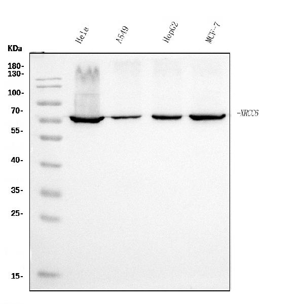 1 - Anti-Ku70 Antibody Picoband™ (monoclonal, 3D7) ABO15043