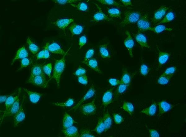3 - Anti-INPPL1 Antibody Picoband™ (monoclonal, 8C13) ABO15044