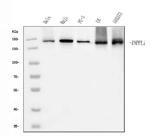 1 - Anti-INPPL1 Antibody Picoband™ (monoclonal, 8C13) ABO15044