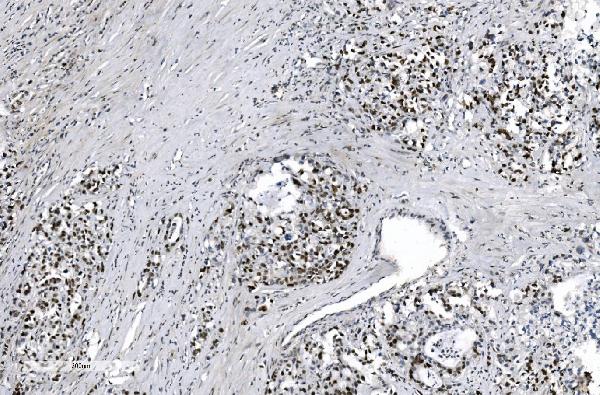 2 - Anti-MCM6 Antibody Picoband™ (monoclonal, 10I9) ABO15045