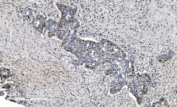 2 - Anti-MCM6 Antibody Picoband™ (monoclonal, 10I9) ABO15045