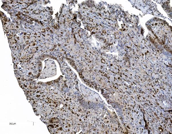2 - Anti-MCM6 Antibody Picoband™ (monoclonal, 10I9) ABO15045