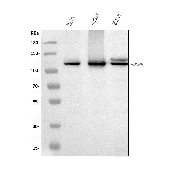 1 - Anti-MCM6 Antibody Picoband™ (monoclonal, 10I9) ABO15045