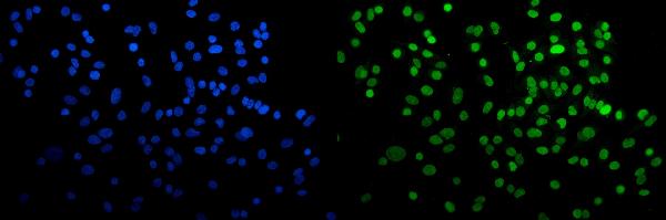 3 - Anti-HP1 alpha/CBX5 Antibody Picoband™ (monoclonal, 8G6) ABO15046