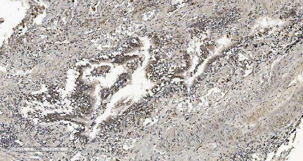 2 - Anti-HP1 alpha/CBX5 Antibody Picoband™ (monoclonal, 8G6) ABO15046