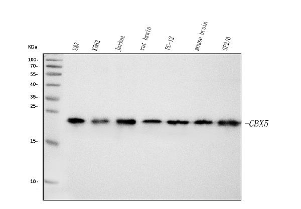 1 - Anti-HP1 alpha/CBX5 Antibody Picoband™ (monoclonal, 8G6) ABO15046