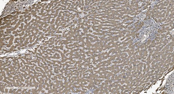 2 - Anti-SHMT1 Antibody Picoband™ (monoclonal, 9C7) ABO15048