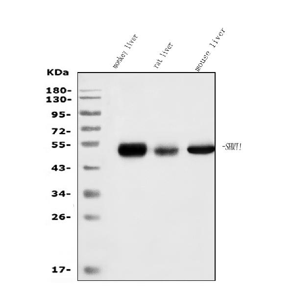 1 - Anti-SHMT1 Antibody Picoband™ (monoclonal, 9C7) ABO15048