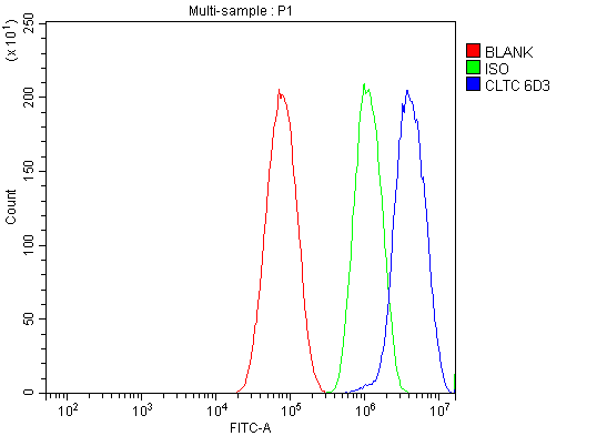 1 - Anti-Clathrin heavy chain/CLTC Antibody Picoband™ (monoclonal, 6D3) ABO15049