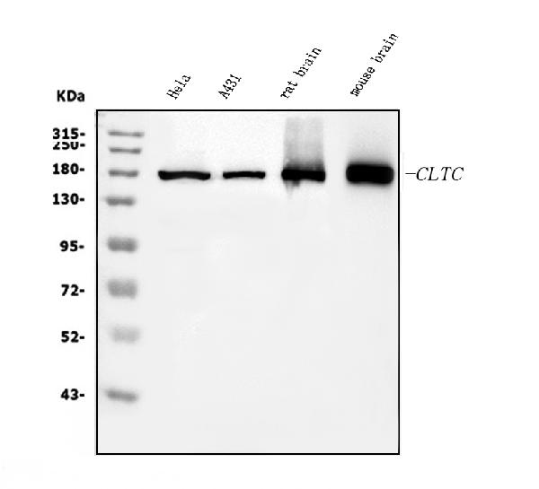 1 - Anti-Clathrin heavy chain/CLTC Antibody Picoband™ (monoclonal, 6D3) ABO15049