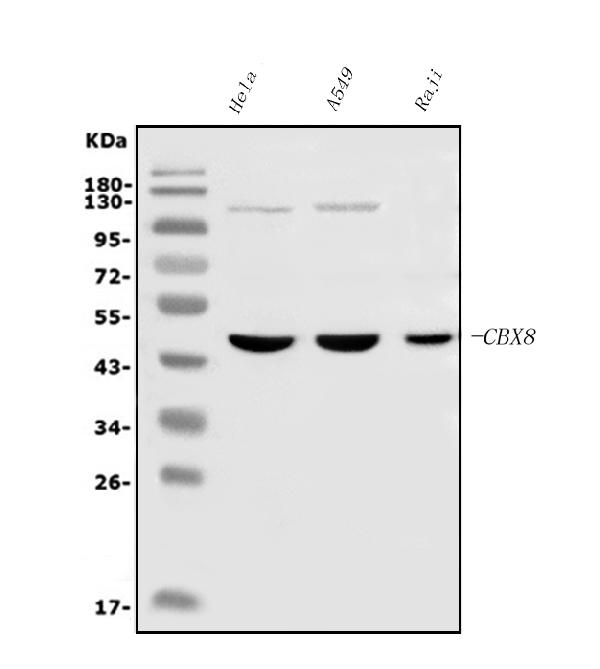 1 - Anti-Cbx8 Antibody Picoband™ (monoclonal, 8G7) ABO15052