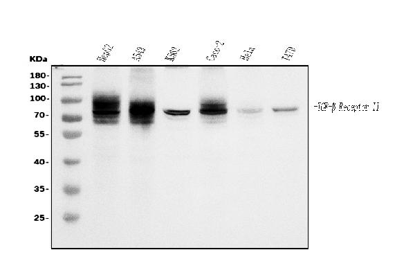 1 - Anti-TGFBR2 Antibody Picoband™ (monoclonal, 2F11) ABO15055