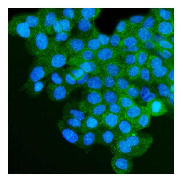 3 - Anti-IGF2R Antibody Picoband™ (monoclonal, 4I11) ABO15056