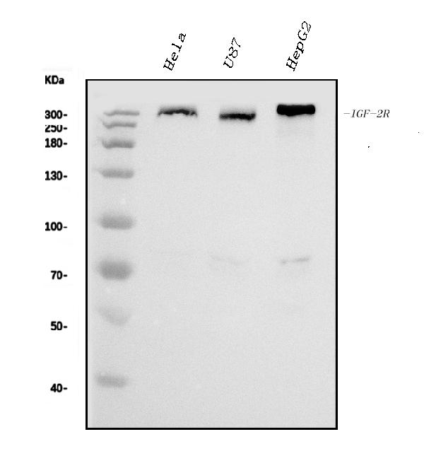 1 - Anti-IGF2R Antibody Picoband™ (monoclonal, 4I11) ABO15056