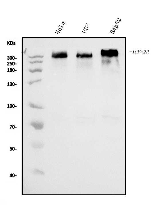 1 - Anti-IGF2R Antibody Picoband™ (monoclonal, 6G2) ABO15057