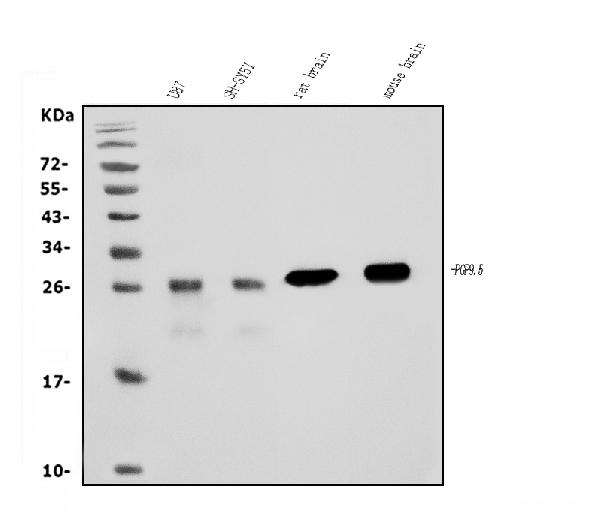 1 - Anti-PGP9.5 Antibody Picoband™ (monoclonal, 3E4) ABO15058