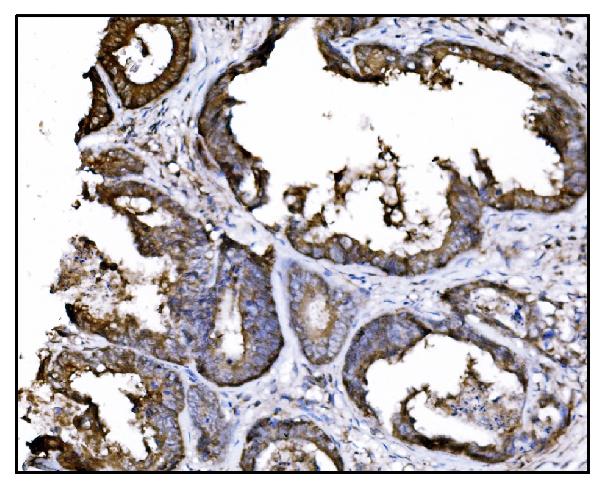 2 - Anti-Hsp90 alpha Antibody Picoband™ (monoclonal, 6B5) ABO15059