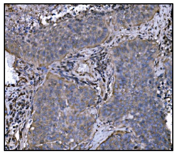 2 - Anti-Hsp90 alpha Antibody Picoband™ (monoclonal, 6B5) ABO15059