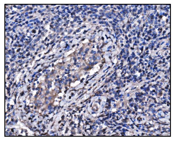 2 - Anti-Hsp90 alpha Antibody Picoband™ (monoclonal, 6B5) ABO15059