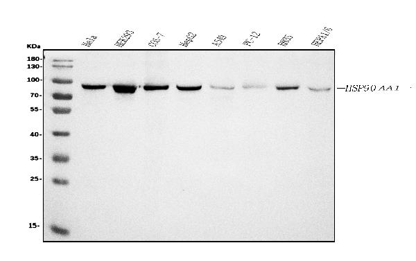 1 - Anti-Hsp90 alpha Antibody Picoband™ (monoclonal, 6B5) ABO15059