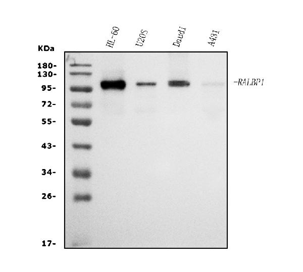 1 - Anti-RALBP1 Antibody Picoband™ (monoclonal, 2E11) ABO15060