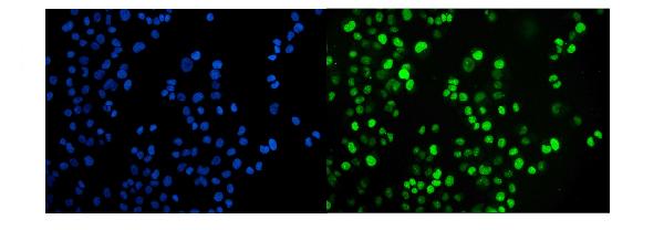 3 - Anti-JAB1 Antibody Picoband™ (monoclonal, 4G9) ABO15061