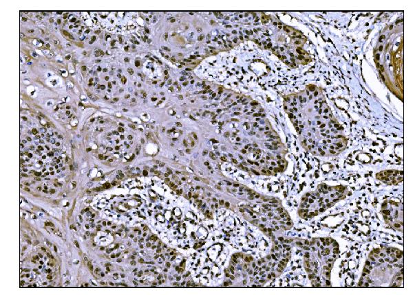 2 - Anti-JAB1 Antibody Picoband™ (monoclonal, 4G9) ABO15061