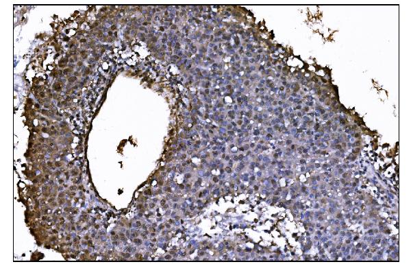 2 - Anti-JAB1 Antibody Picoband™ (monoclonal, 4G9) ABO15061