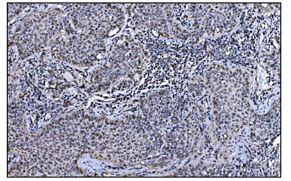 2 - Anti-JAB1 Antibody Picoband™ (monoclonal, 4G9) ABO15061