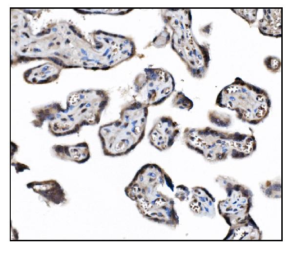 2 - Anti-JAB1 Antibody Picoband™ (monoclonal, 4G9) ABO15061