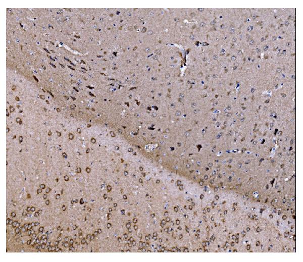 2 - Anti-JAB1 Antibody Picoband™ (monoclonal, 4G9) ABO15061