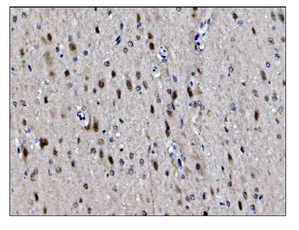 2 - Anti-JAB1 Antibody Picoband™ (monoclonal, 4G9) ABO15061