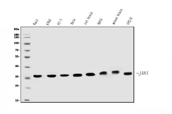 1 - Anti-JAB1 Antibody Picoband™ (monoclonal, 4G9) ABO15061