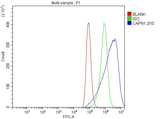 1 - Anti-Calpain 1 Antibody Picoband™ (monoclonal, 2I10) ABO15062