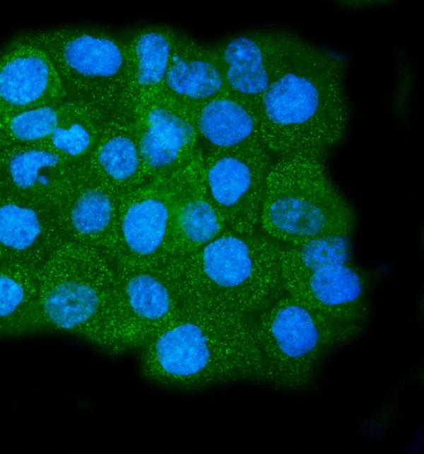 3 - Anti-Calpain 1 Antibody Picoband™ (monoclonal, 2I10) ABO15062