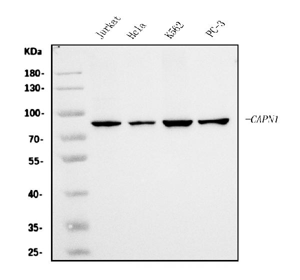 1 - Anti-Calpain 1 Antibody Picoband™ (monoclonal, 2I10) ABO15062