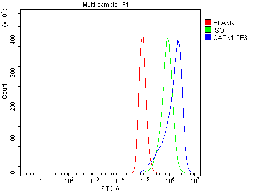 1 - Anti-Calpain 1 Antibody Picoband™ (monoclonal, 2E3) ABO15063