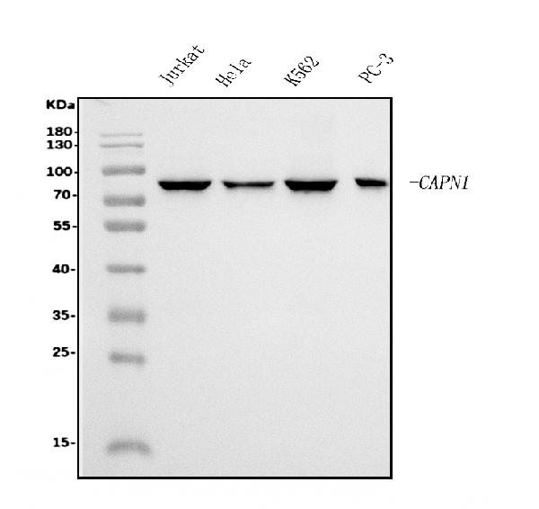 1 - Anti-Calpain 1 Antibody Picoband™ (monoclonal, 2E3) ABO15063