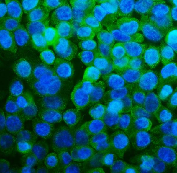 3 - Anti-RPL13A Antibody Picoband™ (monoclonal, 4C9) ABO15064