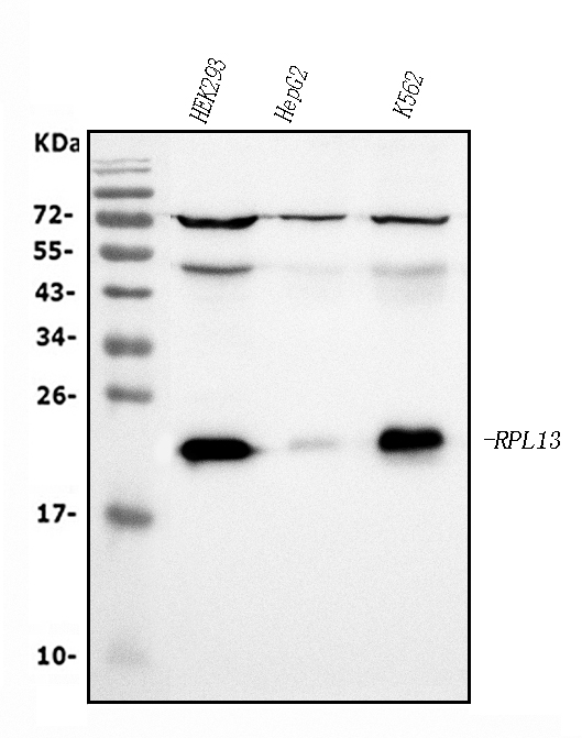 1 - Anti-RPL13A Antibody Picoband™ (monoclonal, 4C9) ABO15064