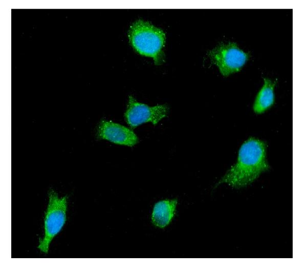 3 - Anti-DDX6 Antibody Picoband™ (monoclonal, 8G6) ABO15065