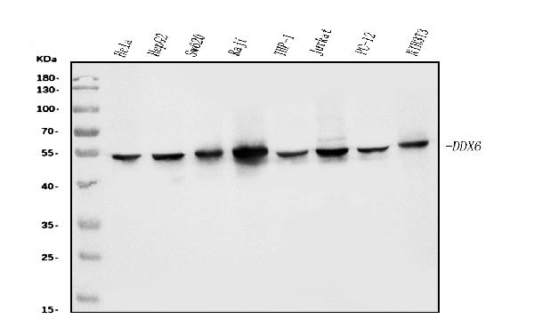1 - Anti-DDX6 Antibody Picoband™ (monoclonal, 8G6) ABO15065