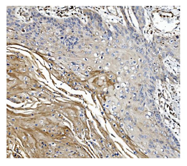 2 - Anti-GSDMD Antibody Picoband™ (monoclonal, 6D11) ABO15066