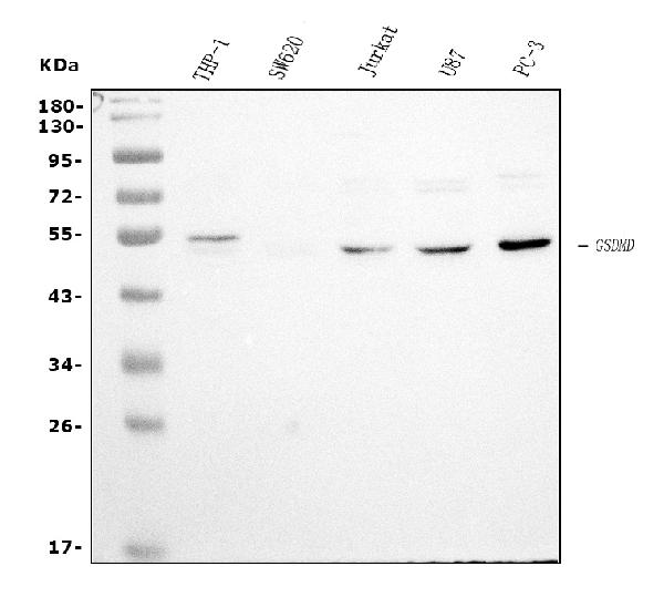 1 - Anti-GSDMD Antibody Picoband™ (monoclonal, 6D11) ABO15066