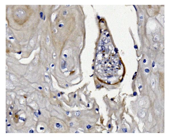 2 - Anti-GSDMD Antibody Picoband™ (monoclonal, 3D5) ABO15067