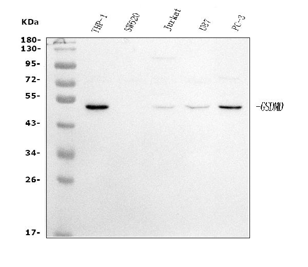 1 - Anti-GSDMD Antibody Picoband™ (monoclonal, 3D5) ABO15067
