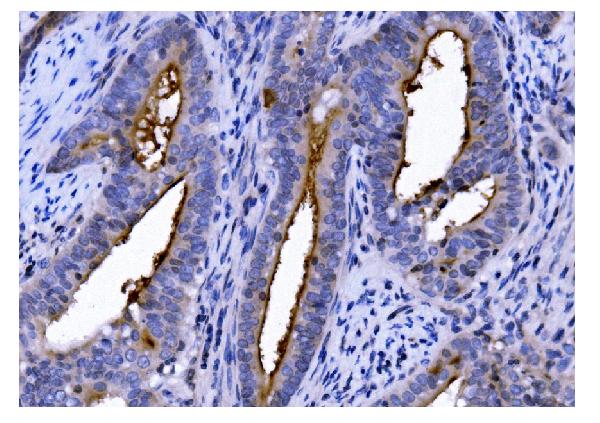 2 - Anti-CD13/ANPEP Antibody Picoband™ (monoclonal, 7F2) ABO15068